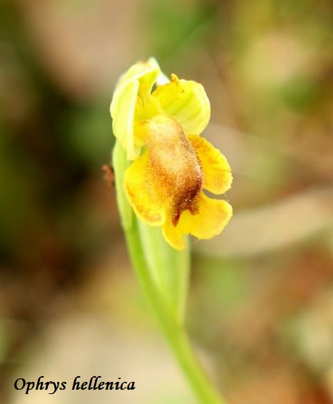 Orchidee dell''Epiro e del Peloponneso